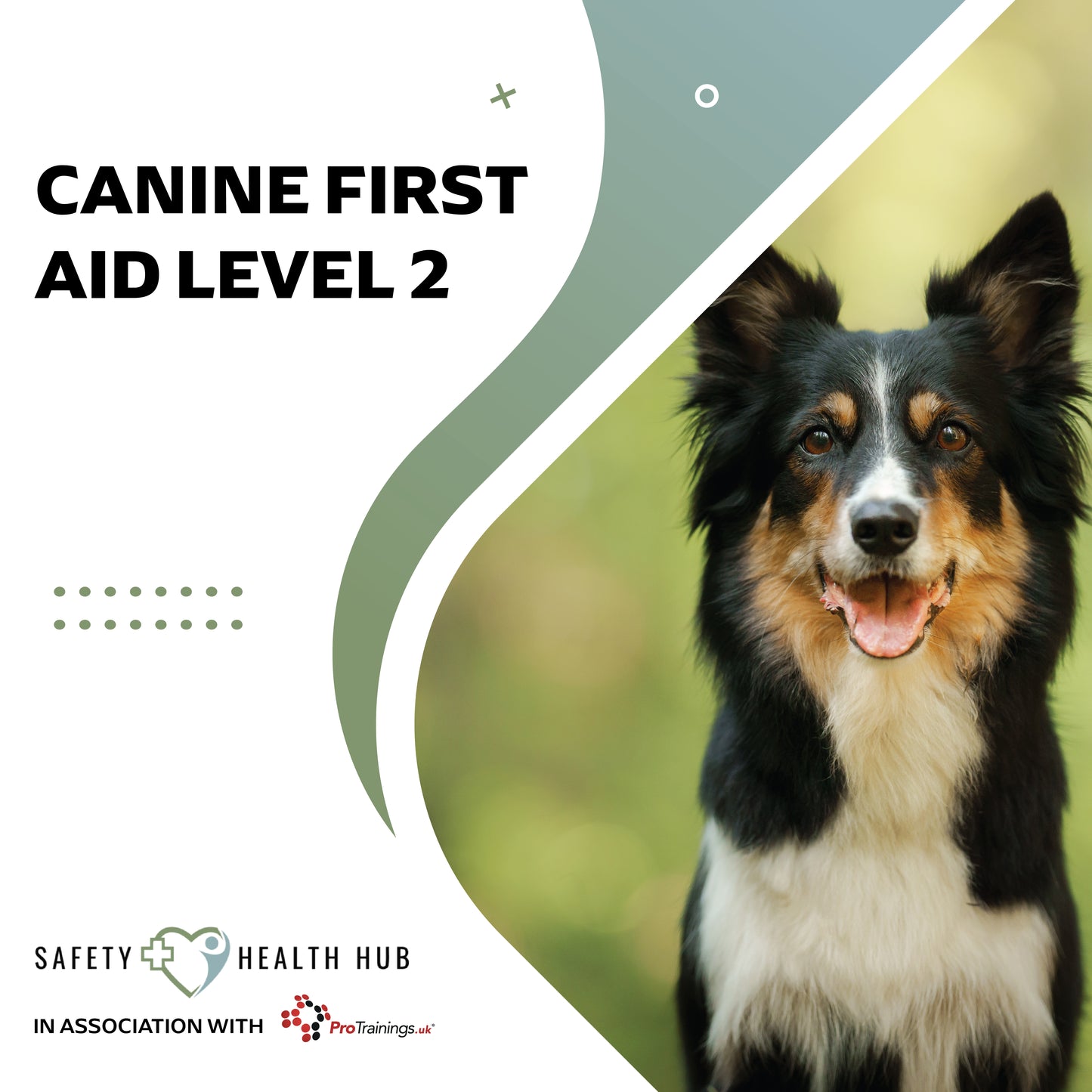 Dog with 'Canine First Aid Level 2' text and Safety Health Hub logo on a white background