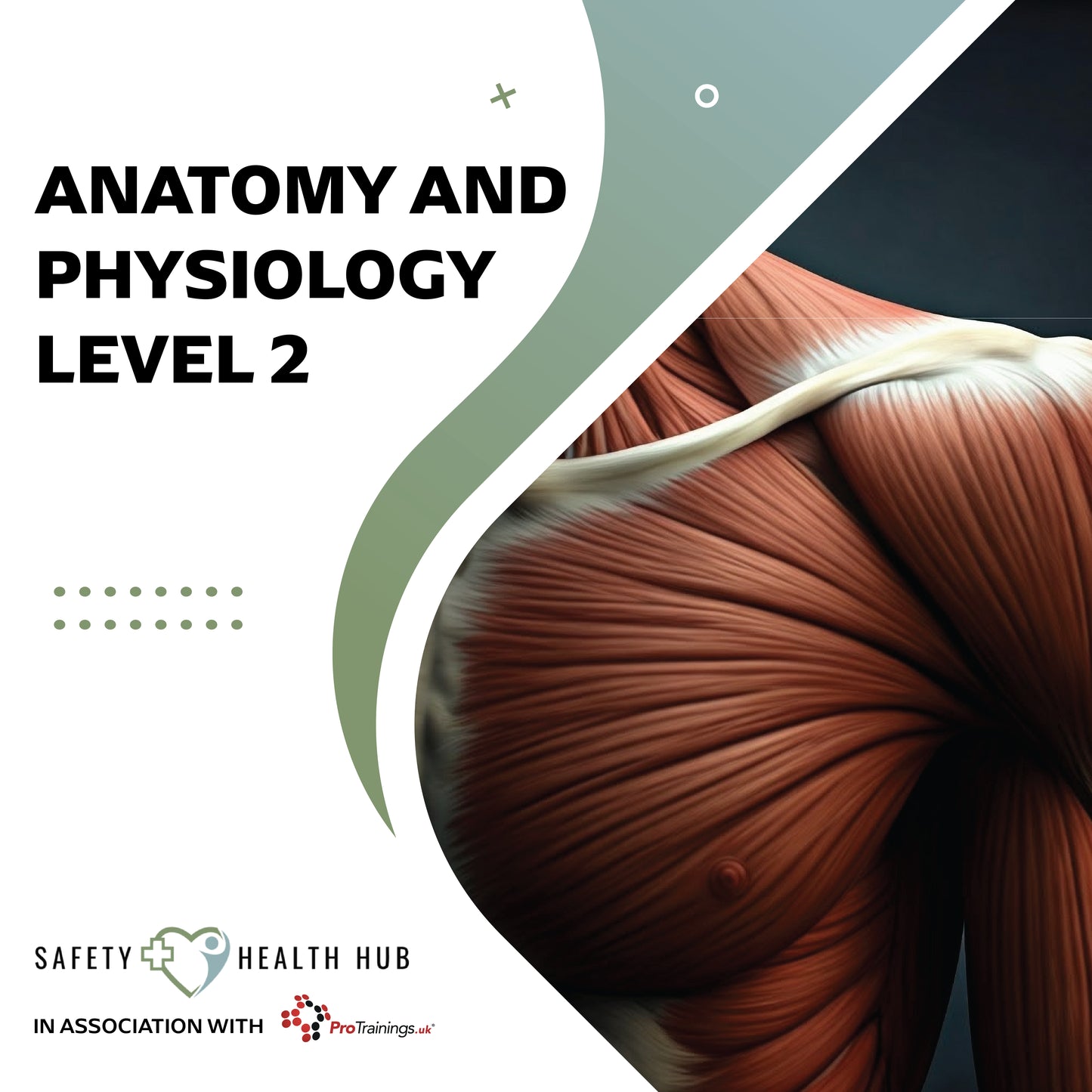 Anatomy and Physiology Level 2 course cover with muscular system illustration and Safety Health Hub branding.