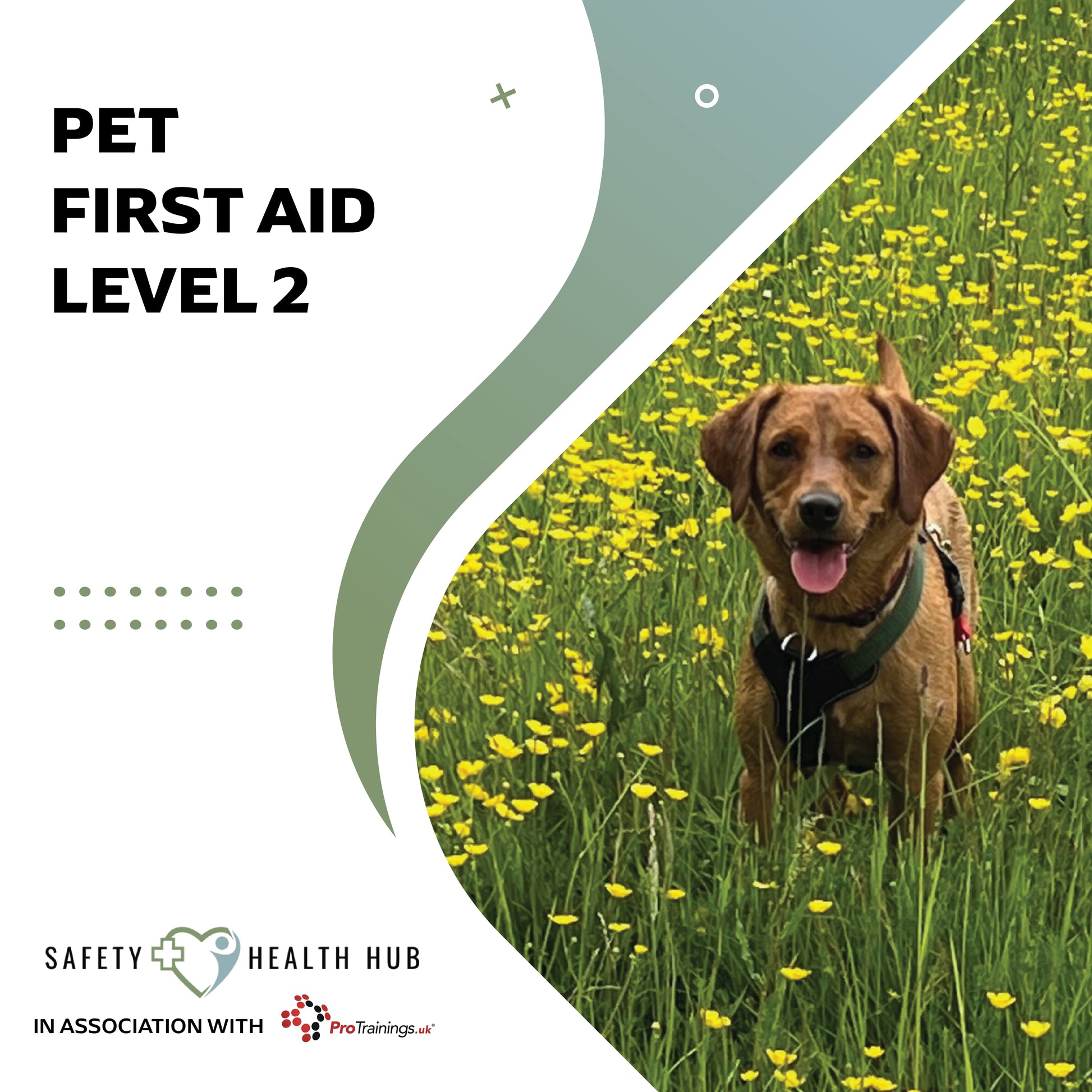 Dog in a field of yellow flowers with 'Pet First Aid Level 2' text and Safety Health Hub logo.